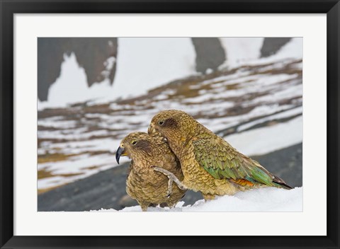 Framed New Zealand, South Island, Arrowsmith, Kea birds Print