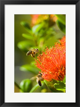 Framed New Zealand, South Island, Bee on Rata flower Print