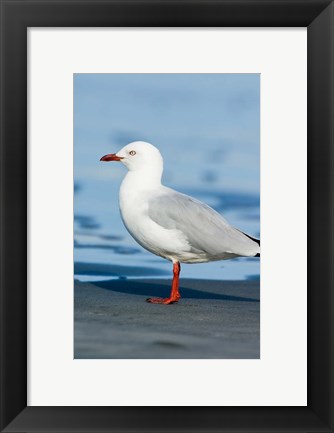 Framed New Zealand, South Island, Karamea Redbilled Gull Print