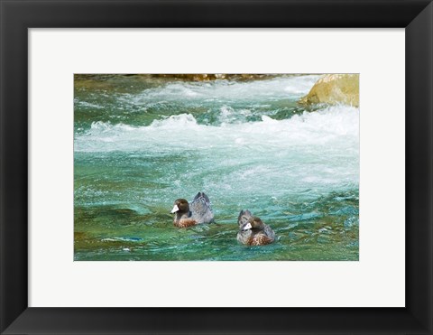 Framed New Zealand, South Island, Kelly Creek Blue Duck Print
