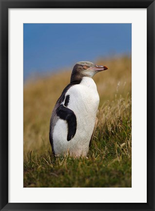 Framed New Zealand, Katiki Point, Yellow-eyed Penguin Print