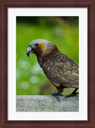 Framed New Zealand, Stewart Island, Halfmoon Bay Kaka bird Print