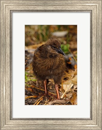 Framed New Zealand, Stewart Island, Ulva Island, Weka bird Print