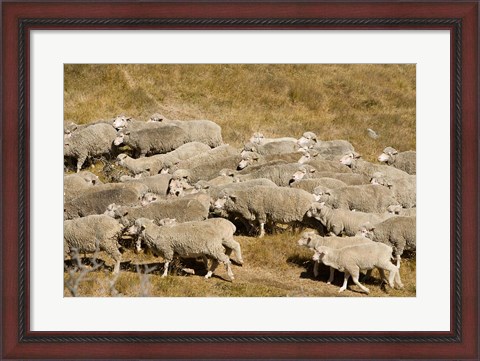 Framed Farm animals, Sheep herd, South Island, New Zealand Print