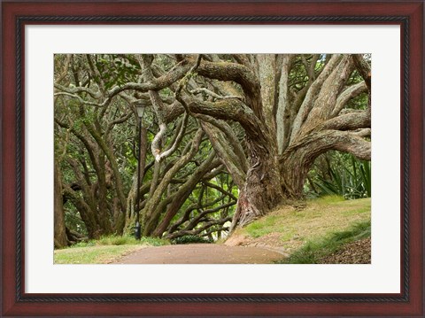Framed Trees, Central Park, Auckland, New Zealand Print