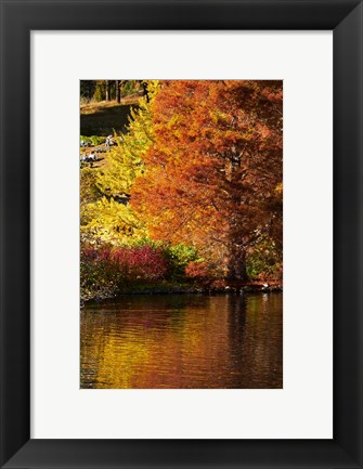 Framed Autumn colour in pond, Botanic Gardens, Dunedin, Otago, South Island, New Zealand Print