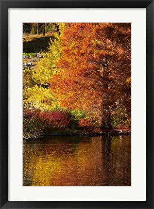 Framed Autumn colour in pond, Botanic Gardens, Dunedin, Otago, South Island, New Zealand Print