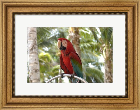 Framed Parrot at Radisson Resort, Palm Beach, Aruba, Caribbean Print