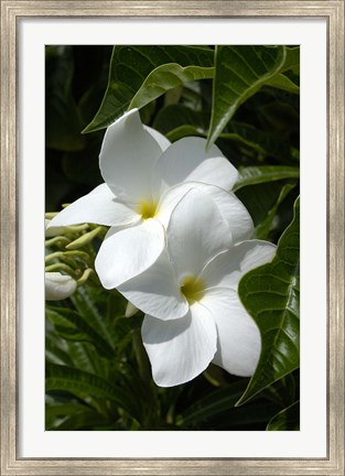 Framed White Flowers on Palm Beach, Aruba Print