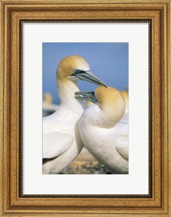 Framed Pair of Gannet tropical birds, Cape Kidnappers New Zealand Print