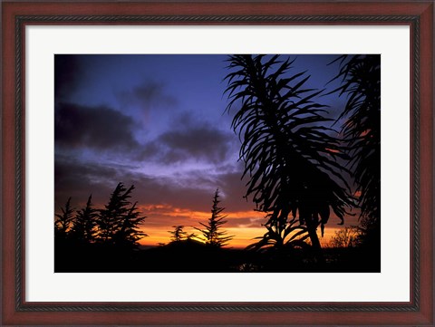 Framed Dunedin, South Island, New Zealand, Trees and sunset Print