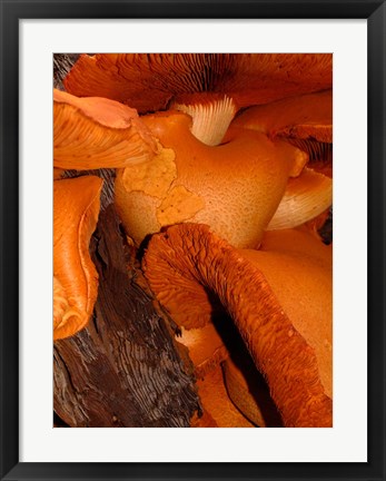 Framed Mushrooms on Stump, New Zealand Print