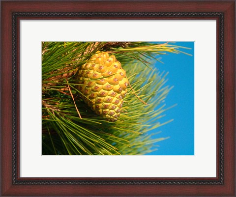 Framed Pine Cone in Tree, New Zealand Print