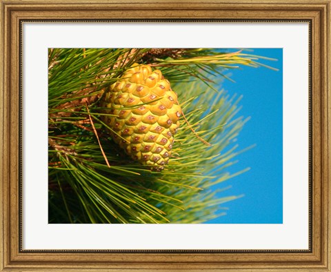 Framed Pine Cone in Tree, New Zealand Print