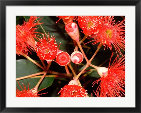 Framed Rata Tree Blossoms, New Zealand Print