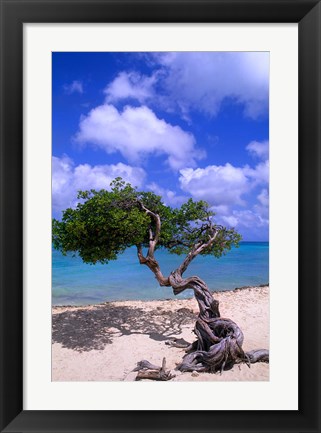 Framed Lone Divi Tree, Aruba, Caribbean Print