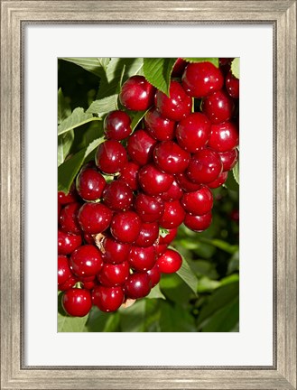 Framed Agriculture, Cherry Orchard, South Island, New Zealand Print