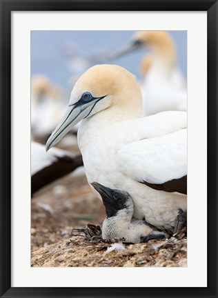 Framed Australasian Gannet chick and parent on nest, North Island, New Zealand Print