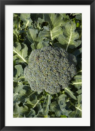 Framed Broccoli growing in the garden Print