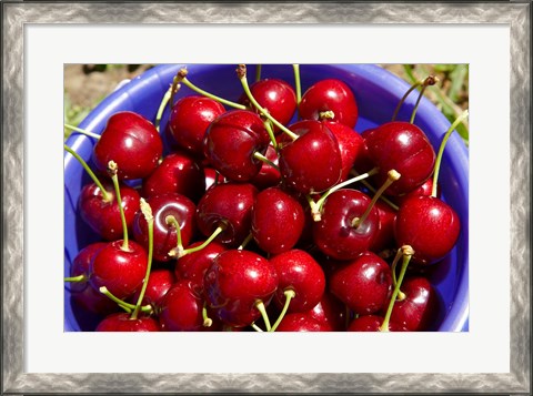 Framed Bucket of cherries, Cromwell, Central Otago, South Island, New Zealand Print
