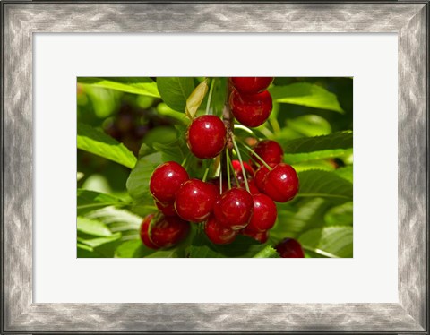 Framed Cherry Orchard, Cromwell, Central Otago, South Island, New Zealand Print