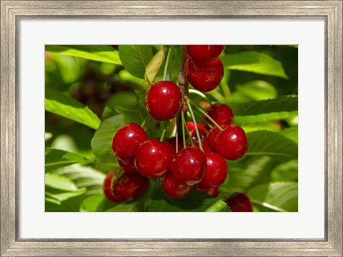 Framed Cherry Orchard, Cromwell, Central Otago, South Island, New Zealand Print