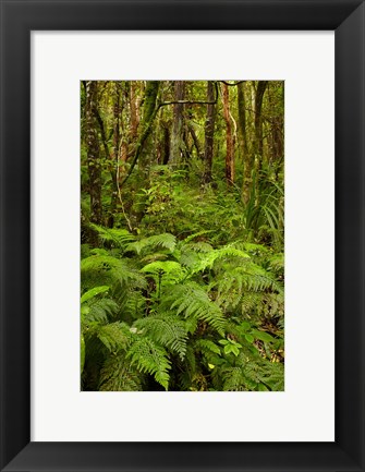 Framed Ferns and native bush near Matai Falls, Catlins, South Otago, South Island, New Zealand Print