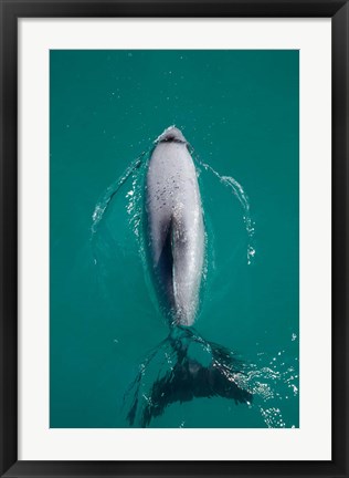 Framed Hector&#39;s dolphin, Akaroa Harbour, New Zealand Print