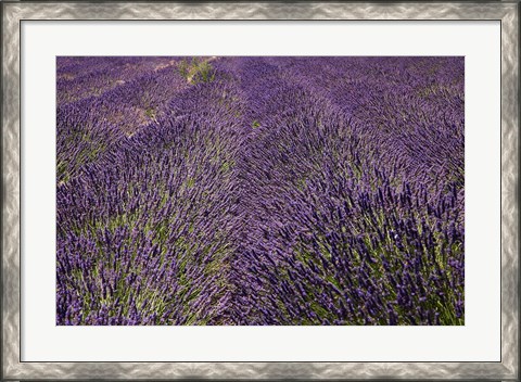 Framed Lavender Farm, near Cromwell, Central Otago, South Island, New Zealand (horizontal) Print