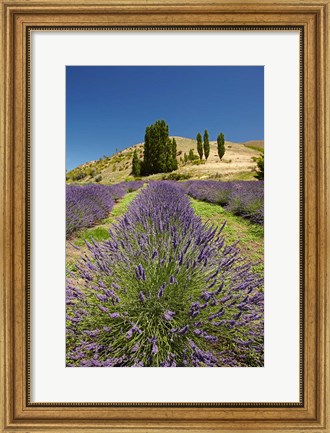 Framed Lavender Farm, near Cromwell, Central Otago, South Island, New Zealand (vertical) Print