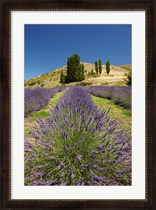 Framed Lavender Farm, near Cromwell, Central Otago, South Island, New Zealand (vertical) Print