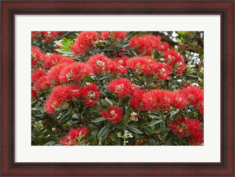 Framed Native Pohutukawa flowers, Bay of Islands, New Zealand Print