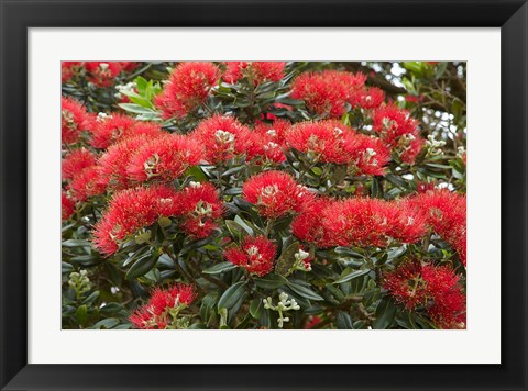 Framed Native Pohutukawa flowers, Bay of Islands, New Zealand Print