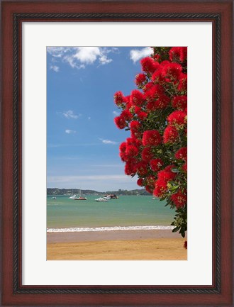 Framed Pohutukawa tree, beach, Paihia, North Island, New Zealand Print