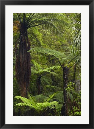 Framed Tree ferns, Manginangina Kauri Walk, Puketi Forest, near Kerikeri, North Island, New Zealand Print