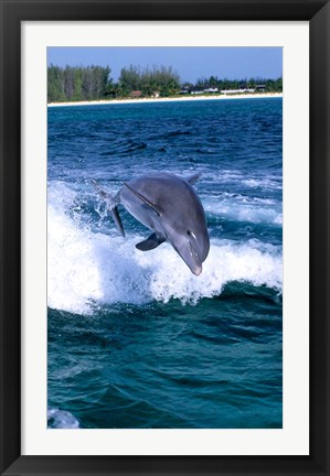 Framed Dolphin Jumping, Grand Bahama, Bahamas Print