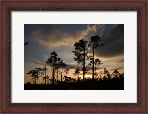 Framed Bahamas, Lucaya NP, Setting sun on Caribbean Pine Trees Print