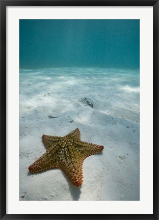 Framed Bahamas, Marine Life, Sea star, Golden Rock Beach Print