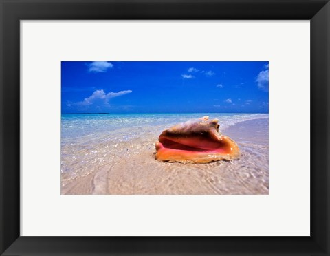 Framed Conch at Water&#39;s Edge, Pristine Beach on Out Island, Bahamas Print
