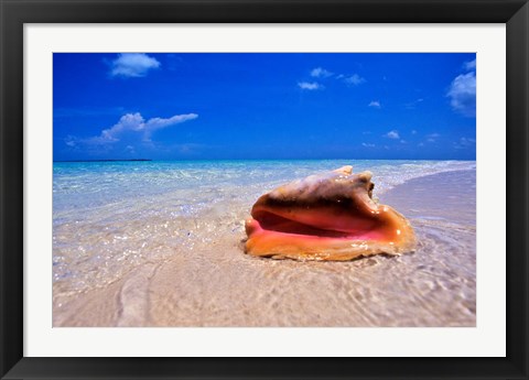 Framed Conch at Water&#39;s Edge, Pristine Beach on Out Island, Bahamas Print