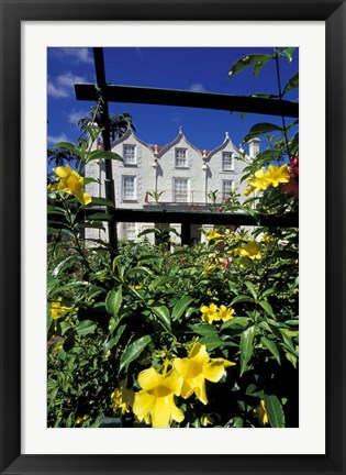 Framed Yellow flowers, St Nicholas Abbey, St Peter Parish, Barbados, Caribbean Print