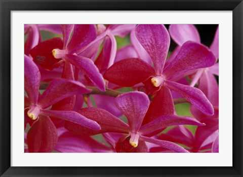 Framed Pink Orchids, Barbados, Caribbean Print