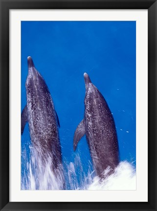 Framed Atlantic Spotted Dolphins, Bimini, Bahamas Print