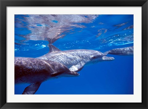 Framed Pair of Atlantic Spotted Dolphins, Bimini, Bahamas Print