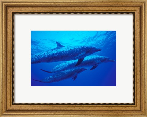 Framed Three Spotted Dolphins, Bahamas, Caribbean Print