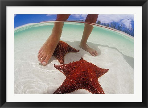 Framed Starfish and Feet, Bahamas, Caribbean Print