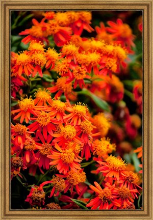 Framed Flora along the Beach at Spanish Wells in the Bahamas Print