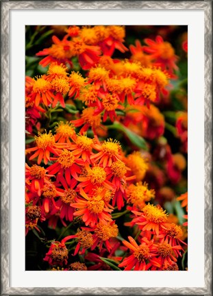 Framed Flora along the Beach at Spanish Wells in the Bahamas Print