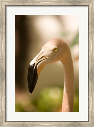 Framed Caribbean, Bonaire, Flamingos, tropical bird Print