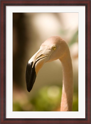 Framed Caribbean, Bonaire, Flamingos, tropical bird Print